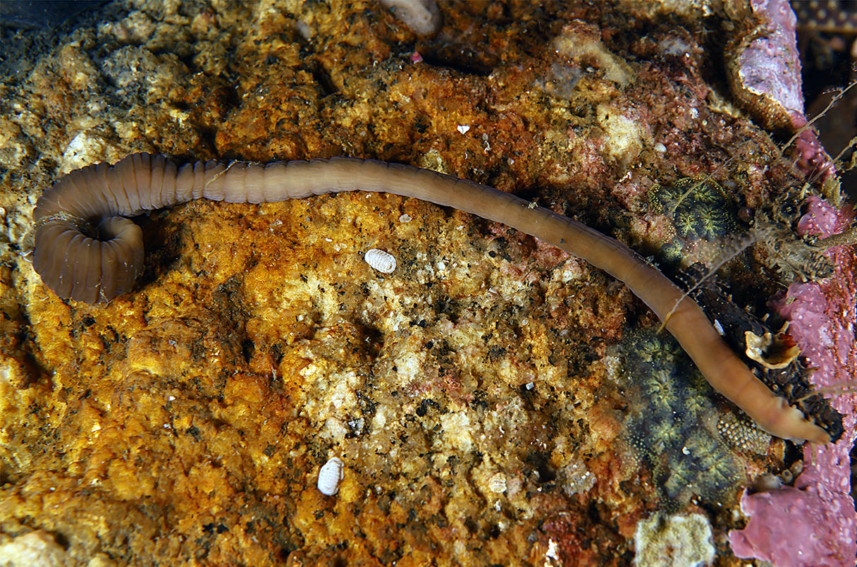 An accordion worm